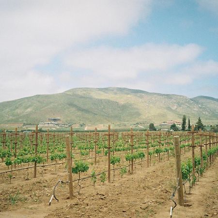 Alma Liebre Vinedos Del Valle Valle de Guadalupe Bagian luar foto