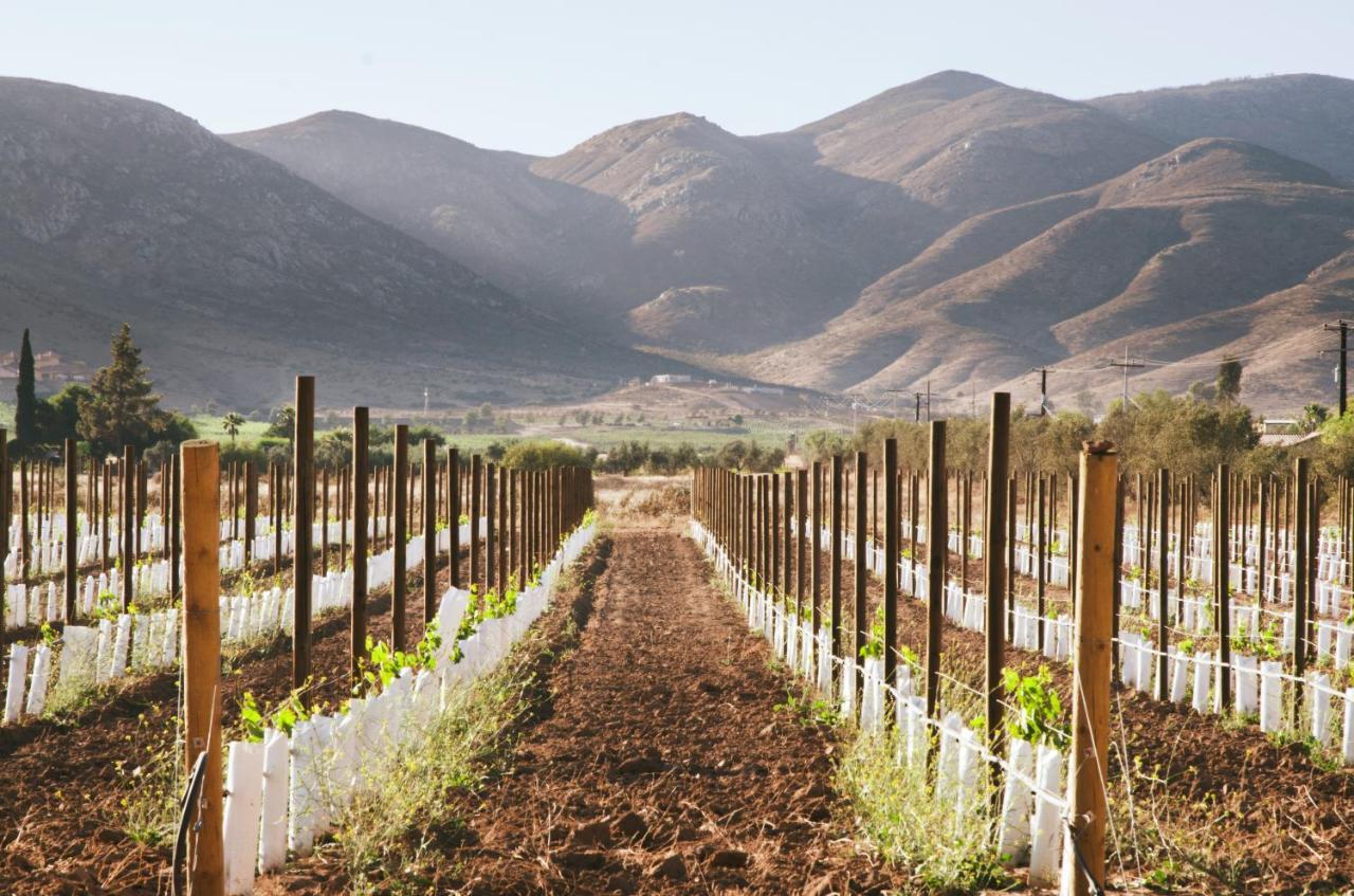 Alma Liebre Vinedos Del Valle Valle de Guadalupe Bagian luar foto