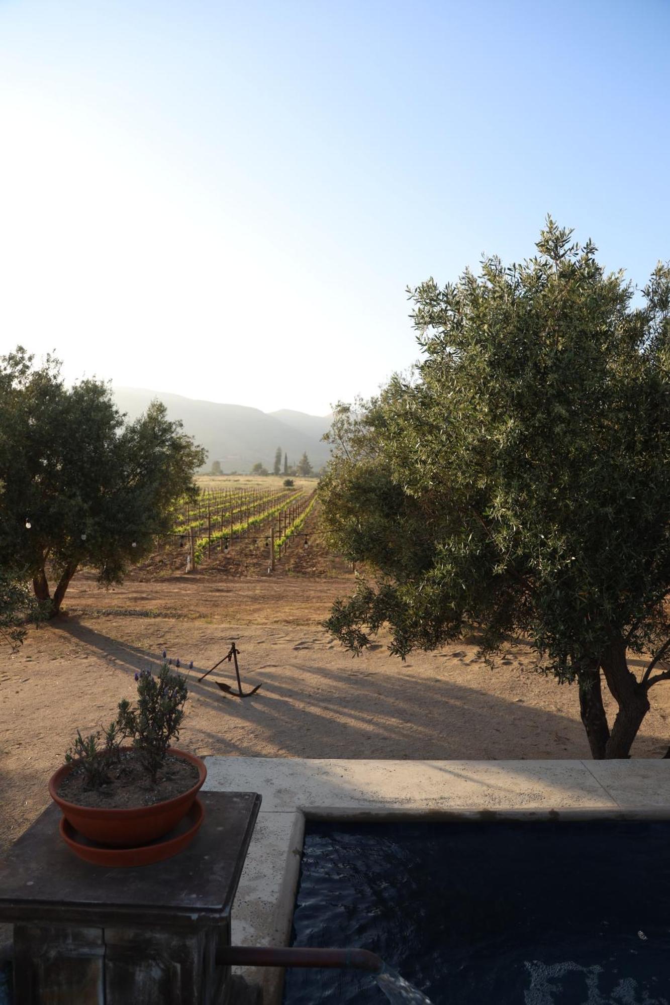 Alma Liebre Vinedos Del Valle Valle de Guadalupe Bagian luar foto