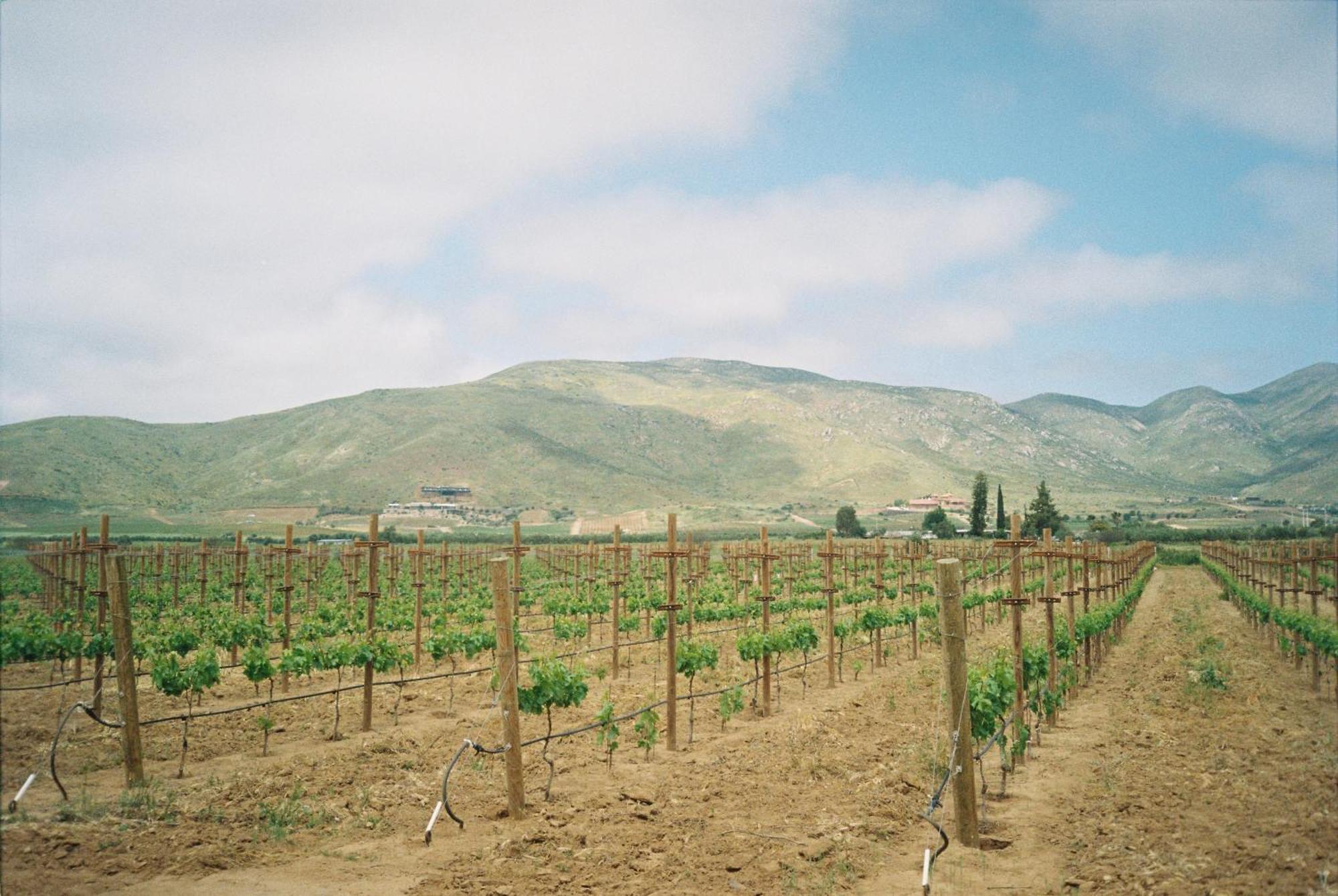 Alma Liebre Vinedos Del Valle Valle de Guadalupe Bagian luar foto