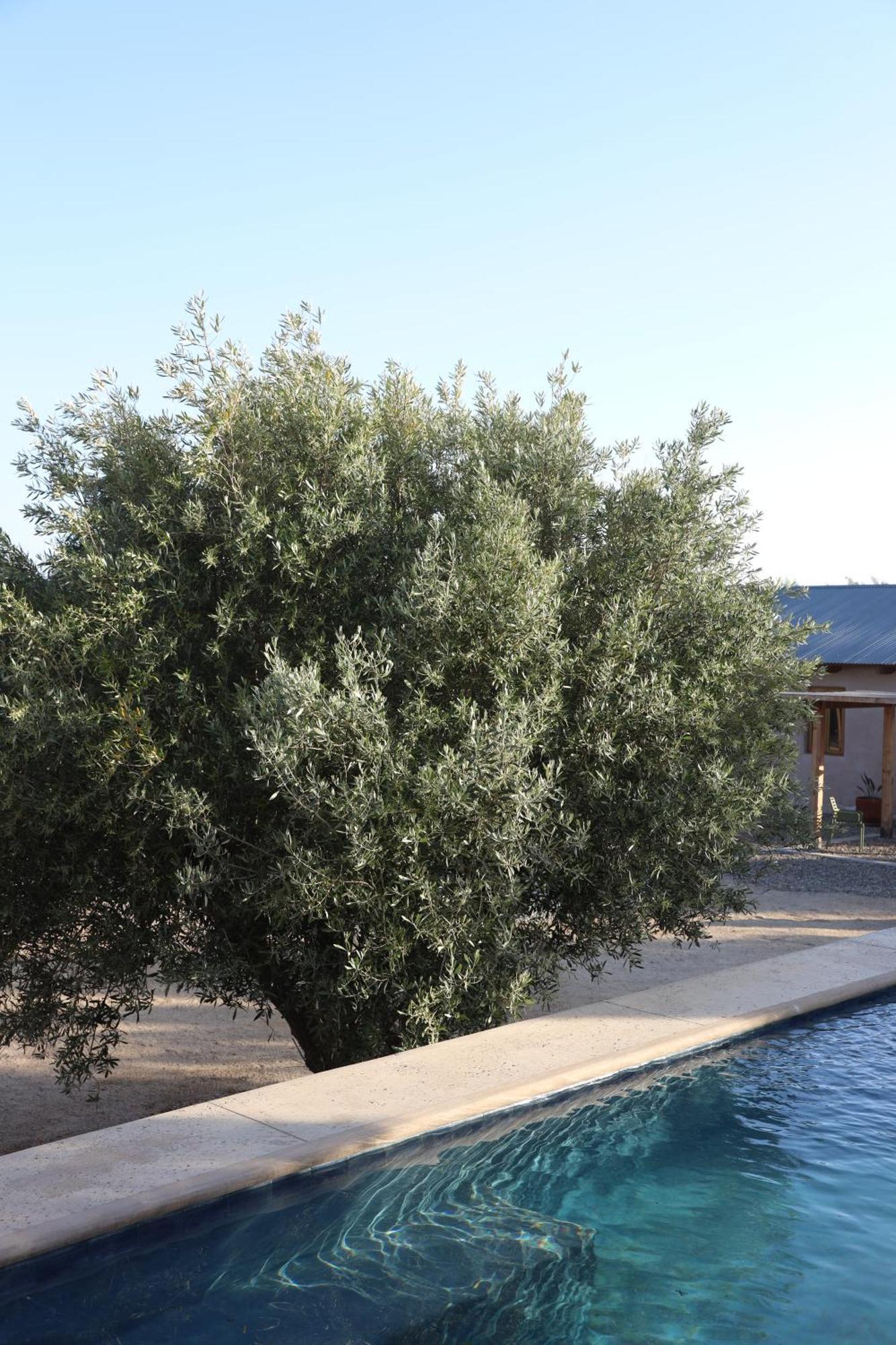 Alma Liebre Vinedos Del Valle Valle de Guadalupe Bagian luar foto